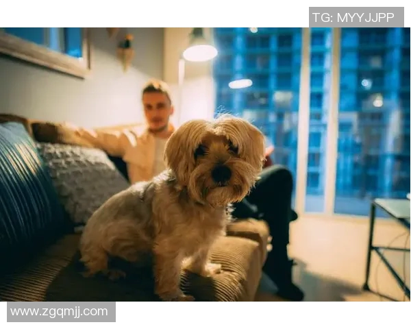 足球明星们的宠物生活揭秘:他们与爱犬爱猫的温馨时光 足球明星们的宠物生活揭秘:他们与爱犬爱猫的温馨时光